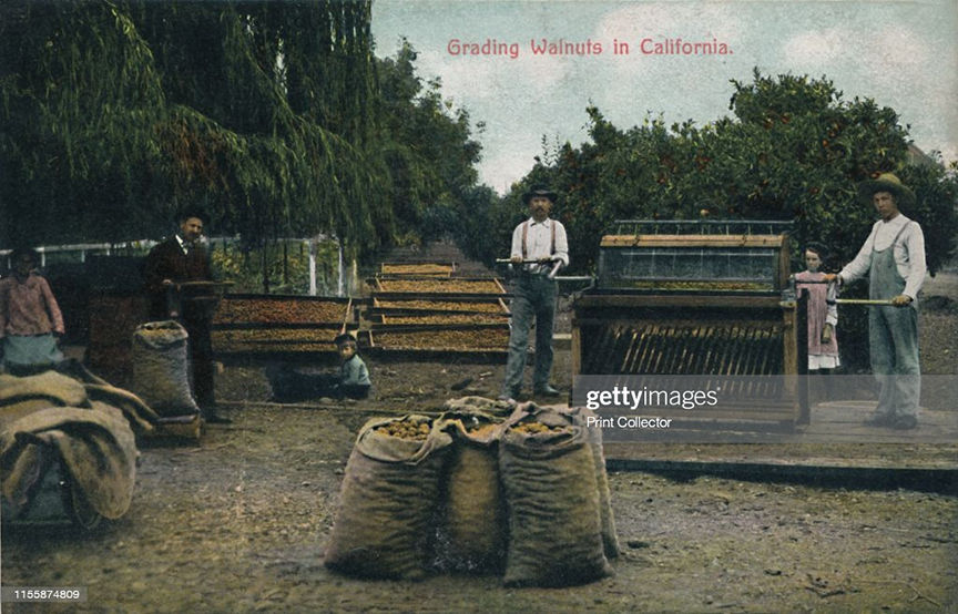 thu hoạch quả óc chó ở trang trại tại california thời xưa